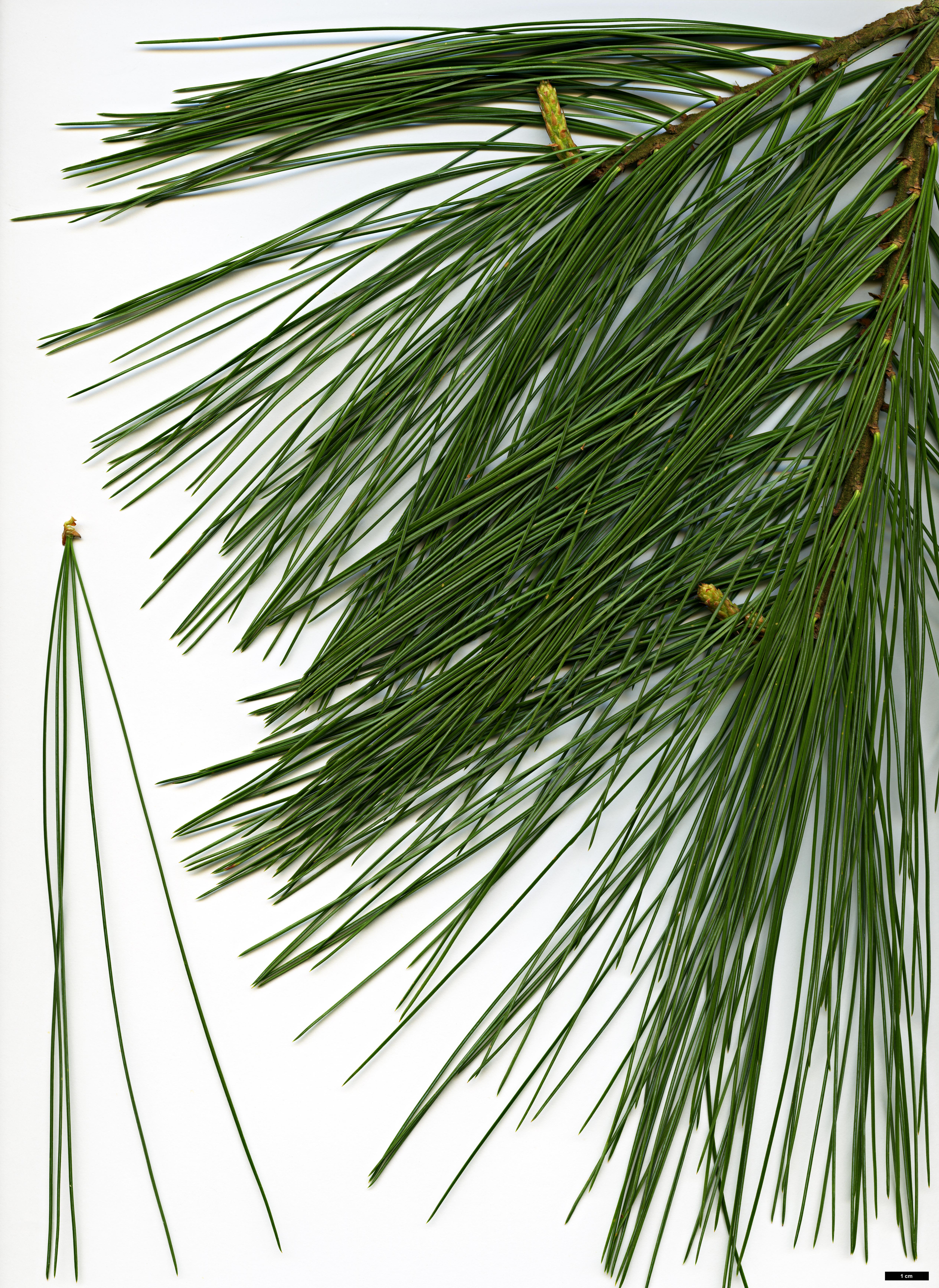 High resolution image: Family: Pinaceae - Genus: Pinus - Taxon: veitchii 